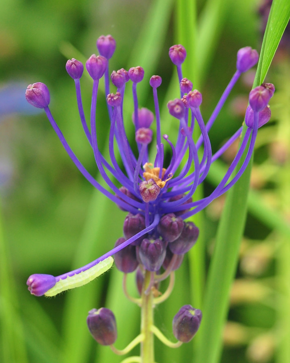Visite de fleur
