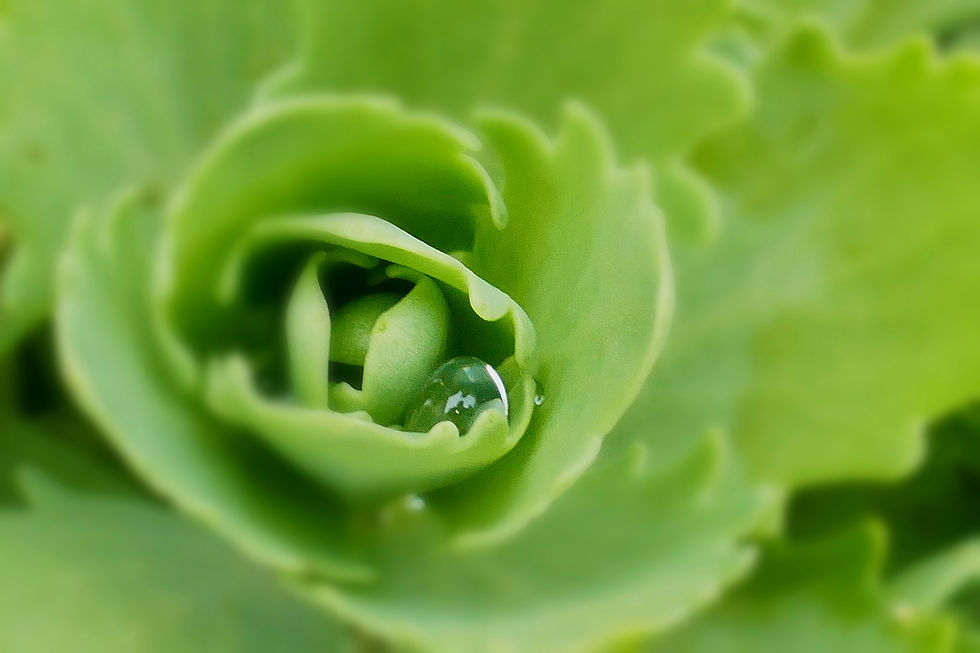 Une bulle de douceur