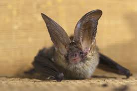 ree