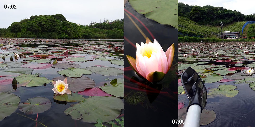 210606-0702睡蓮2000