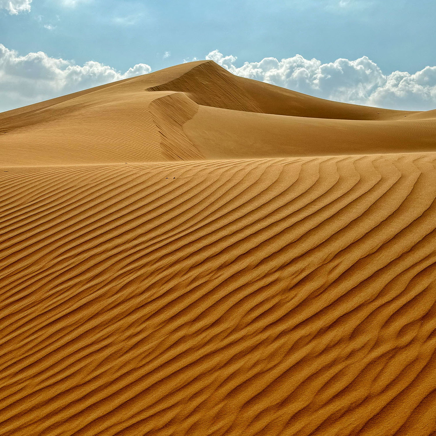 Desert Imagery