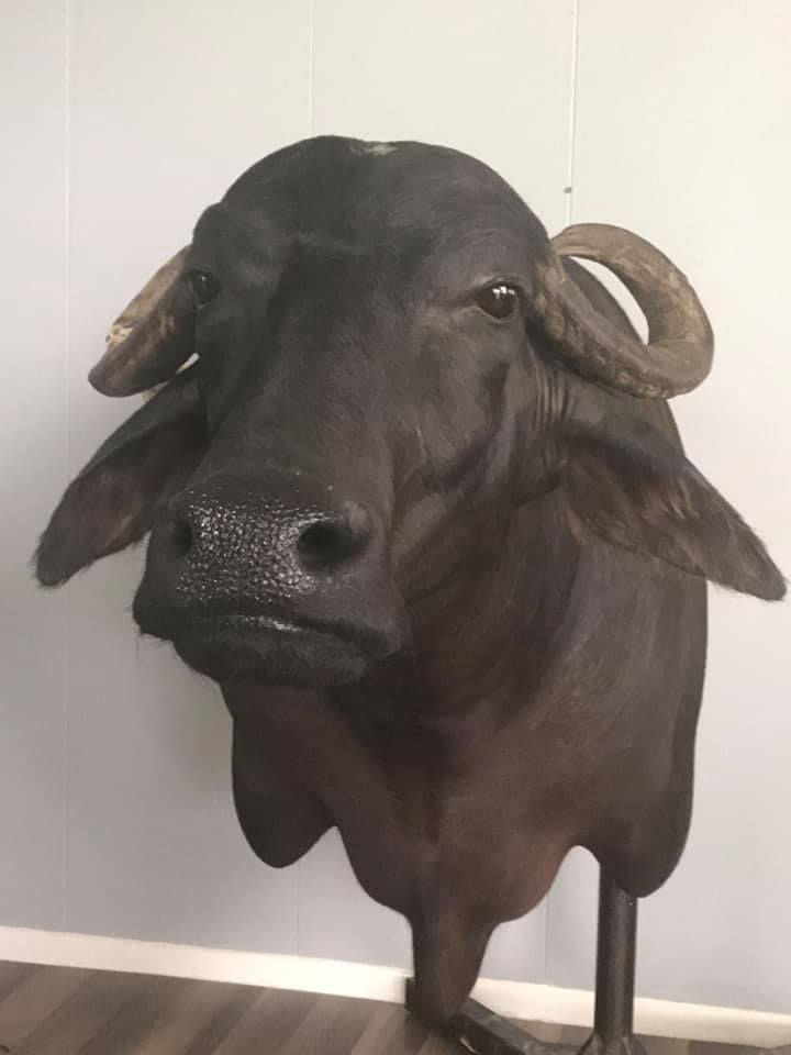 56232208_404044843479194_336434596282997