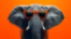 Close-up of a grey elephant wearing bright orange sunglasses against a bold orange background, symbolising confidence, fun, and the playful Little Nellie brand energy.
