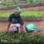 Local woman smiling while tending young seedlings at an Eden Reforestation Project nursery, representing community involvement in global reforestation, sponsored by Ecologi.