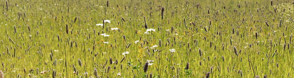 Copy of Jarna_peltosoturi_IMG_0473_M_edited.jpg