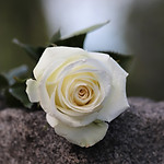 white-rose-4210719_1920_edited.jpg