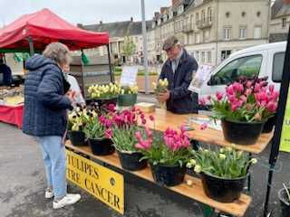 Vente de tulipes contre le cancer