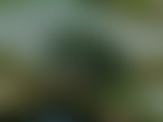 From mulberry-fed ponds to the dinner table, a quiet way of living unfolds