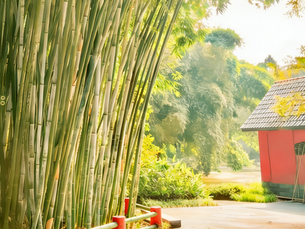 From Grove to Hand: The Quiet Journey of Bamboo in China