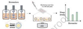 Cell-based Shear Stress Sensor for Bioprocessing