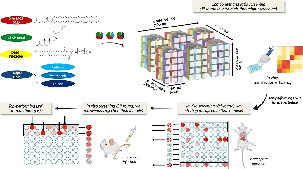 Fig 7. Workflow for multi-step composition screening of LNPs for liver-targeted pDNA delivery. Image from Nature 2022, 13:4282.