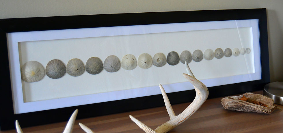 sanddollars.jpg