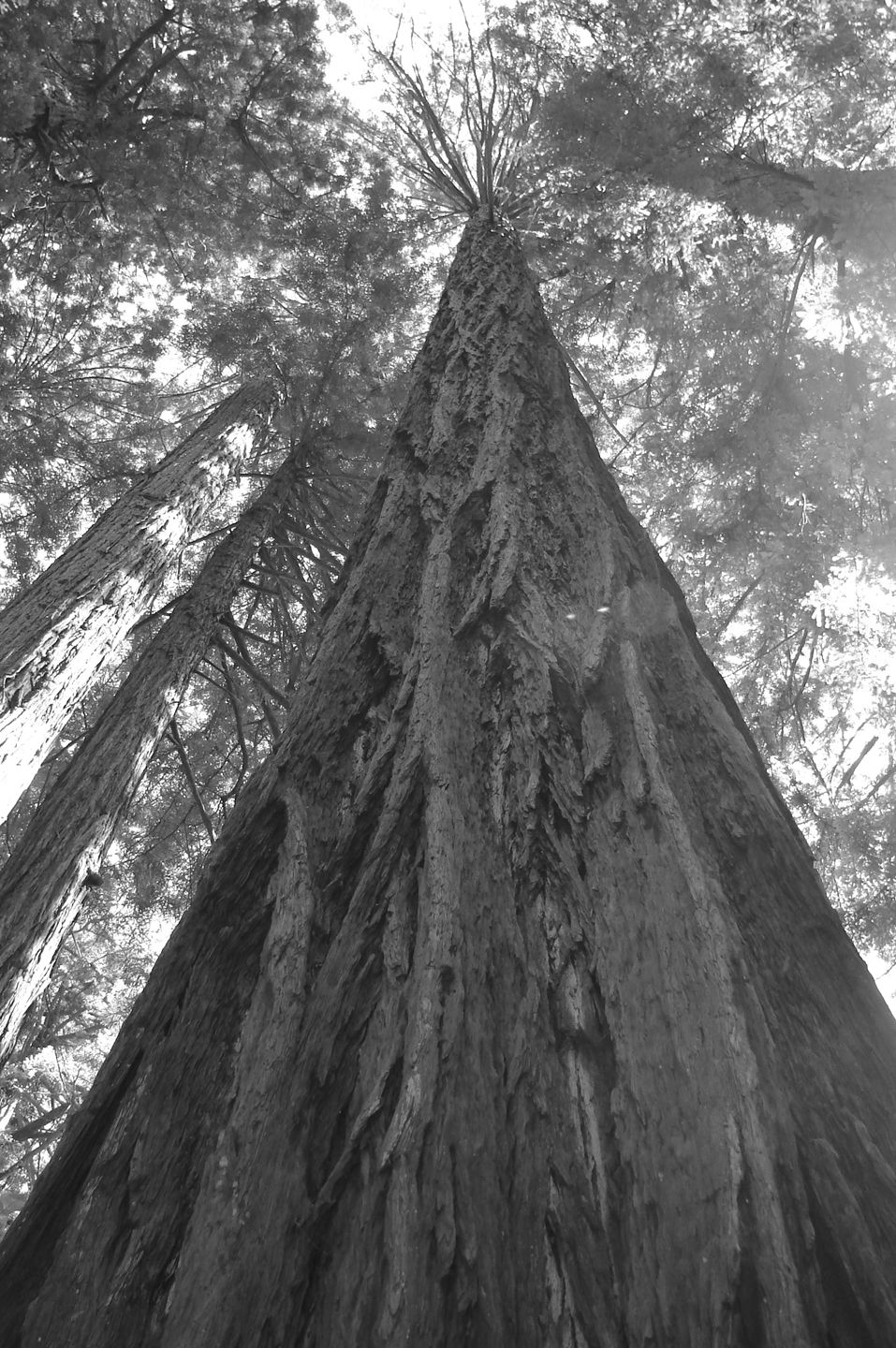coastal redwood.jpg