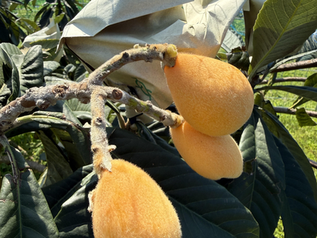 施設の中も、外も、春爛漫