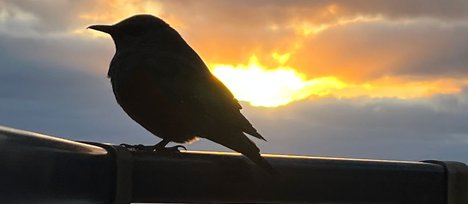 「やっぱり素直が最強なんだよな。」