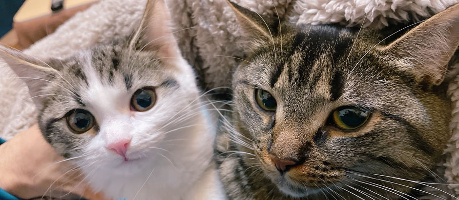 「この子たちが毎日ゴロゴロできる理由」