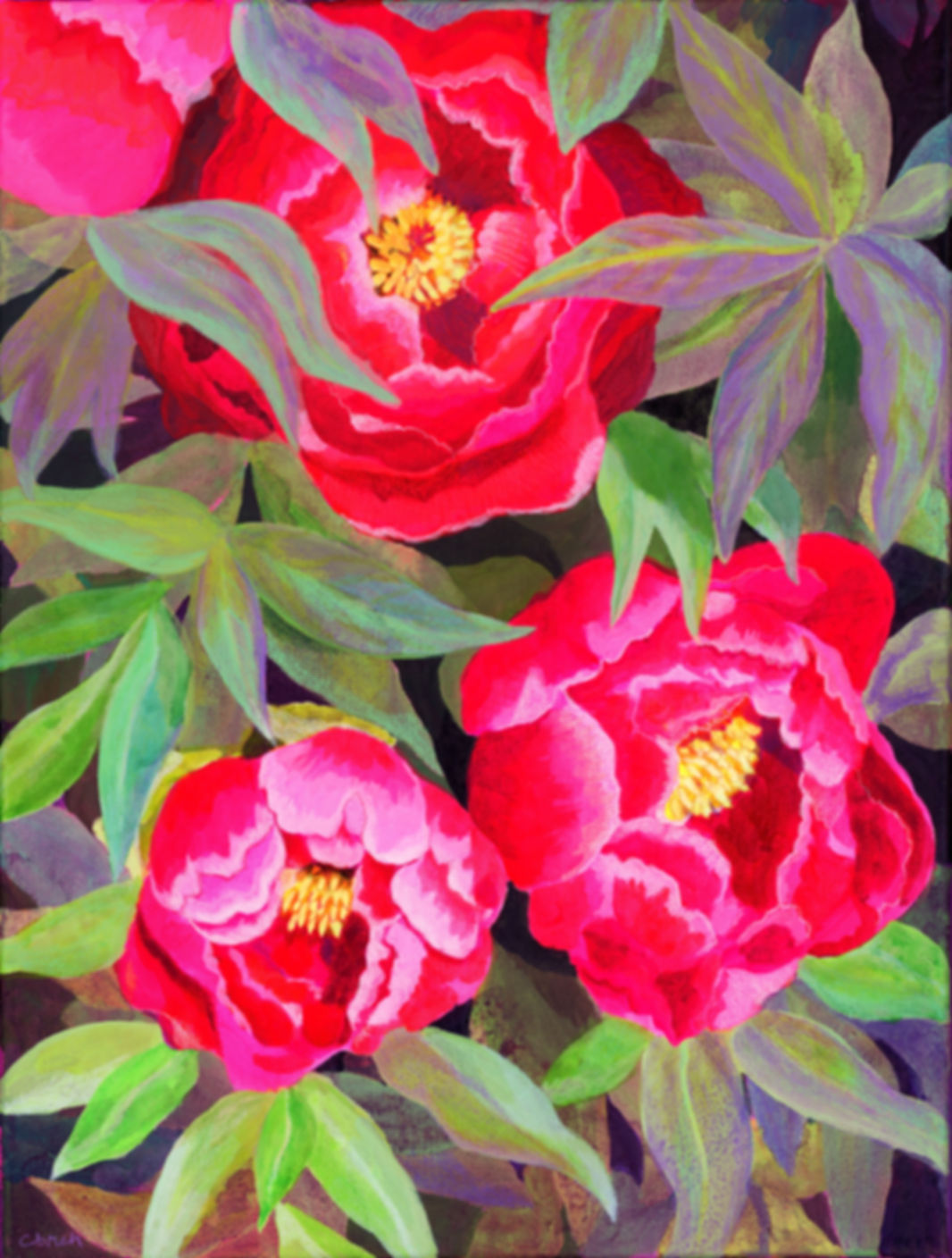 Camellias