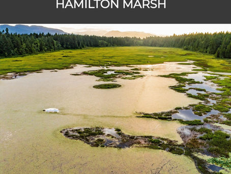 Hamilton Marsh.... Taxes on Taxes