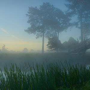 Wooden bridge spanning foggy water amidst tall reeds at dawn at National Trust Croome Park