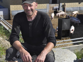 Stærke smågrise gav sorte tal, selvom noteringen styrtdykkede