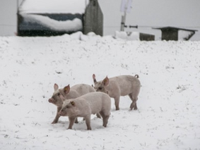 Vinteroplevelser på Give-egnen: Den glade julegris