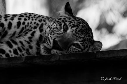 Leopard Deep in Thought.jpg