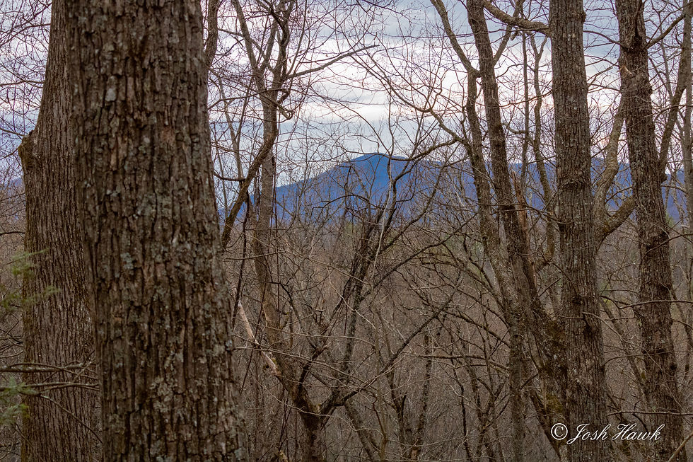 A mountain in the distance with some trees in the foreground blocking most of the view.