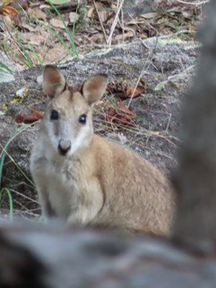 wild rock wallaby