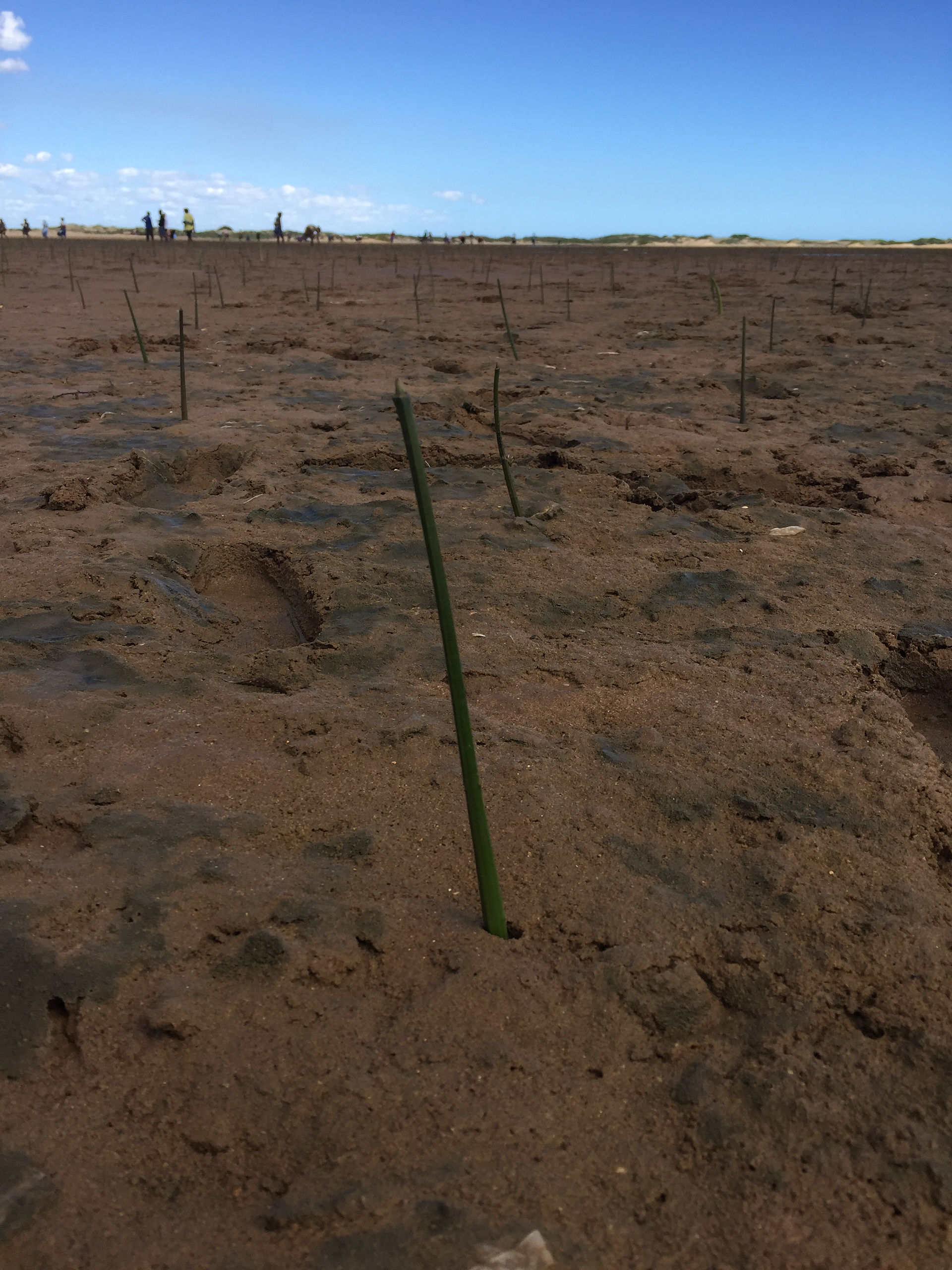 Mangrove planting