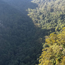 Eucalyptus trees en masse in the mountains