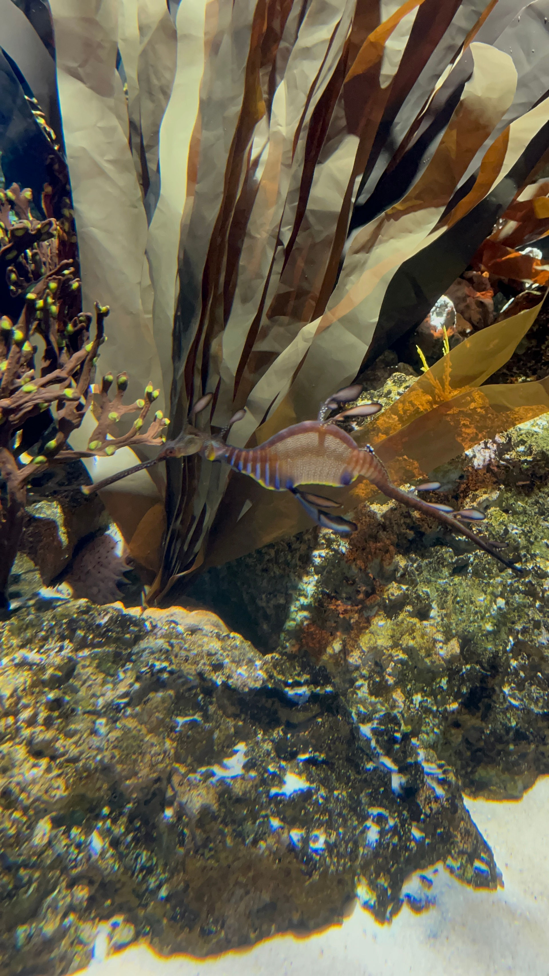 Leafy Sea Dragon