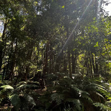 The tranquility of the woodland in the blue mountains