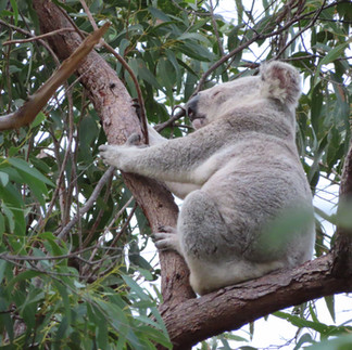 wild koala