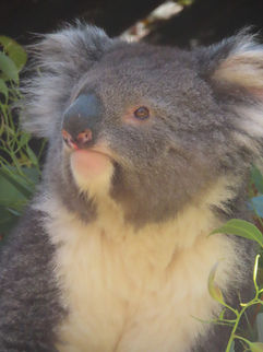 A Male Koala sniffing the air during feeding time