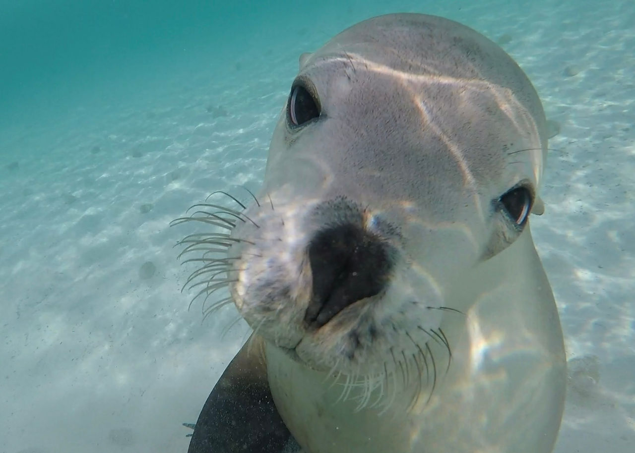 Sea Lion