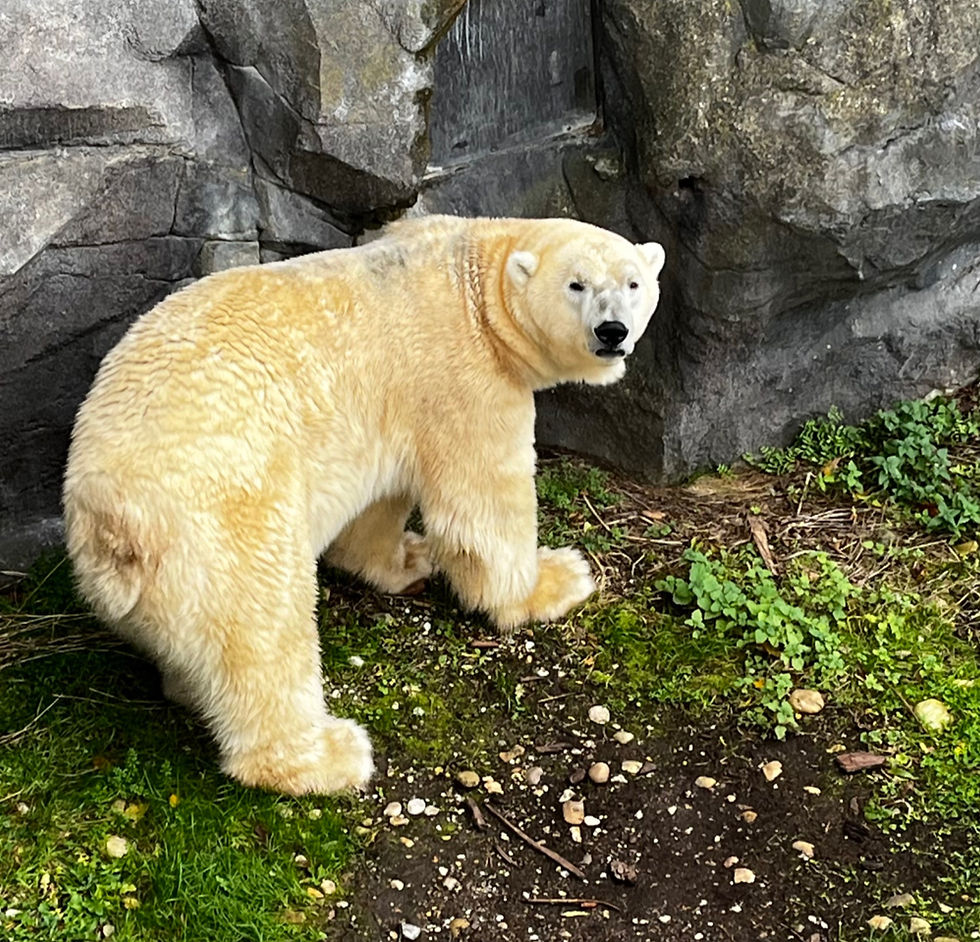 Polar Bear at Vienna Zoo