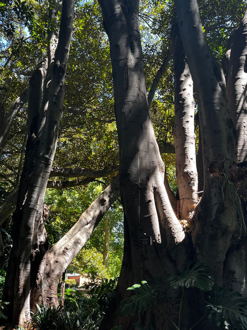 Adelaide's Botanical Gardens