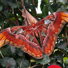 A huge atlas moth in the butterfly house