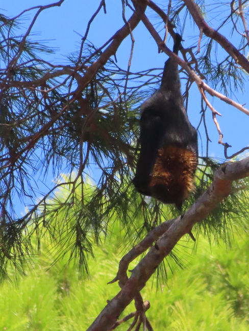 Flying fox at the Bat Hangout in Adelaide's Botanical Gardens
