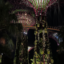 Super trees in the gardens
