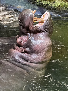 Hippo showing tusks