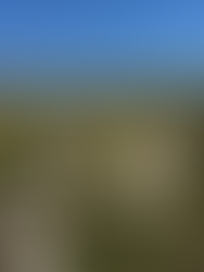 Sea lion tracks in the dunes