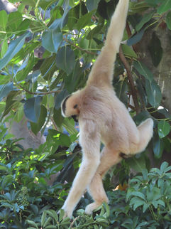 Gibbon reaching for food