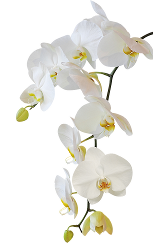pngwing.com (5).png