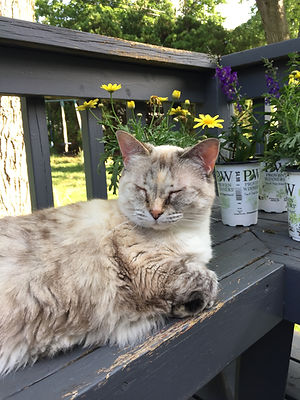 Chloe cat client
