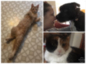 Ziggy Carla Toby Callie