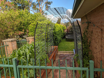 Sylvania wicking beds, 2020