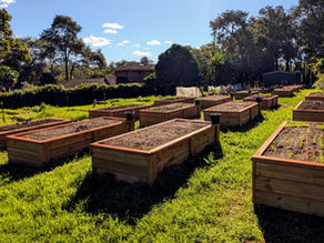 How NSW Schools Are Funding Edible Gardens: Council Programs, Grants and Where to Look