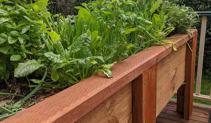 A Raised Wicking Planter for less bending