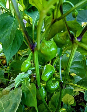 Healthier plants produce more vegetabes